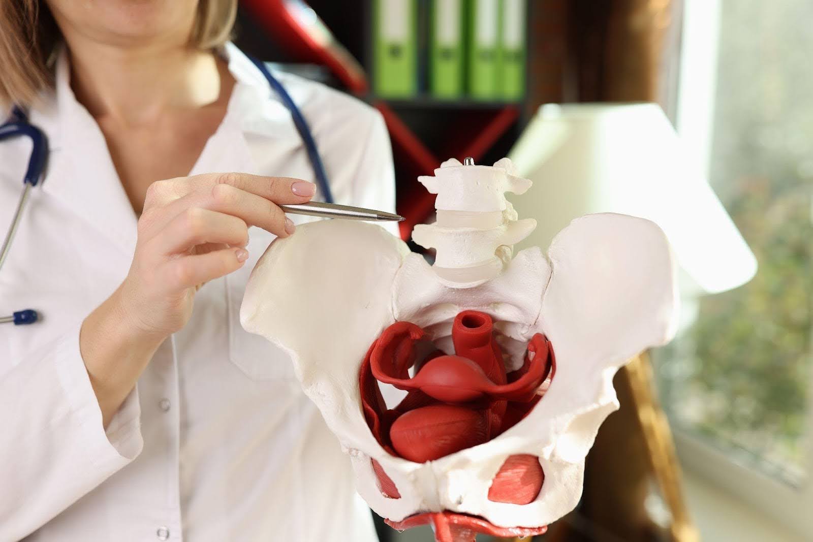 A woman in a white coat displays a human pelvis model in a clinical setting