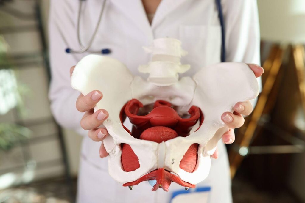 A female doctor displays a pelvis model highlighting its anatomy for patient education or medical training
