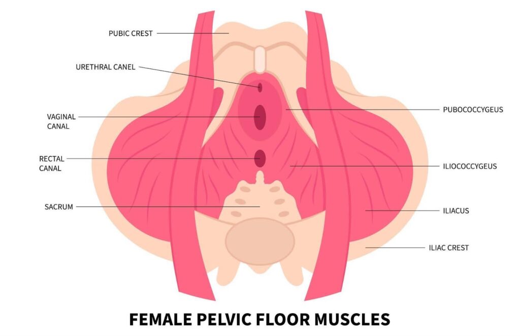 Diagram illustrating the anatomy of female pelvic floor muscles highlighting their structure and function